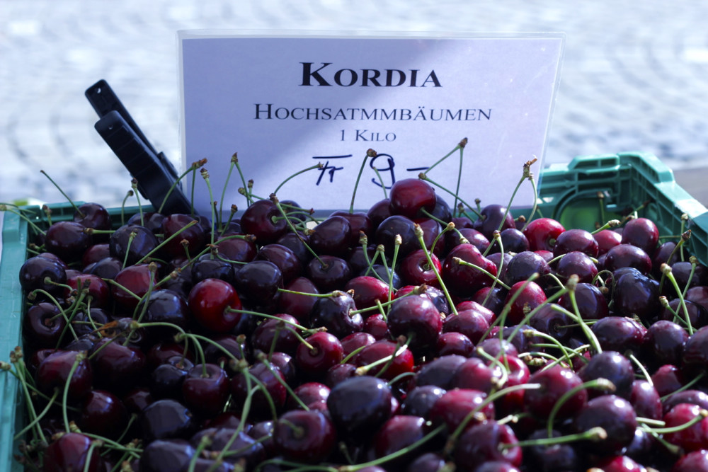 Die Süsskirsche «Kordia» ist die beliebteste Kirschensorte am «Zuger Chriesimärt».